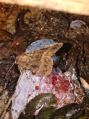 Amphipyra berbera