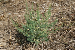 Asparagus maritimus
