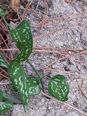 Smilax aspera