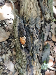 Beauveria bassiana