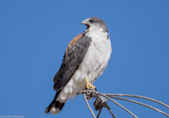 Geranoaetus polyosoma