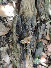 Beauveria bassiana