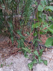 Smilax aspera