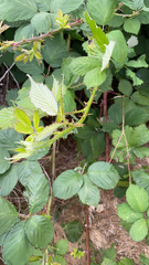 Candicantes