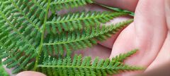 Athyrium filix-femina