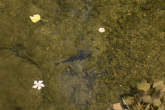 Luciobarbus sclateri