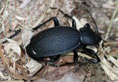 Carabus coriaceus