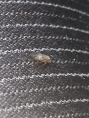 Teliapsocus conterminus