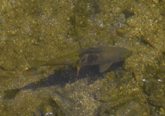 Luciobarbus sclateri