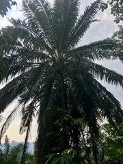 Cocoseae