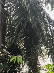 Cocoseae