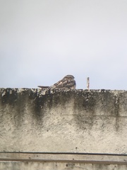 Chordeiles acutipennis