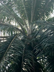 Cocoseae