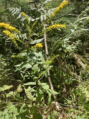 Solidago rugosa