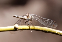 Orthetrum