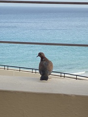 Streptopelia senegalensis
