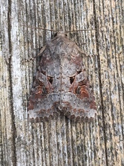 Trichordestra legitima