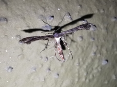 Michaelophorus indentatus