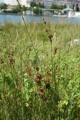 Juncus maritimus