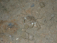 Carcinus maenas