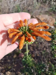 Leonotis ocymifolia