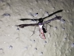 Michaelophorus indentatus