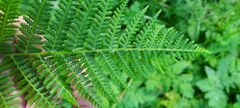 Athyrium filix-femina