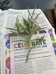 Sambucus racemosa