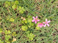 Oxalis hispidula