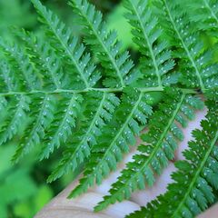 Athyrium filix-femina