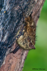 Rhynchonycteris naso