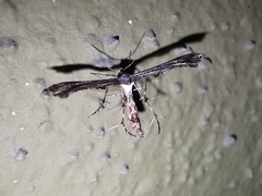 Michaelophorus indentatus