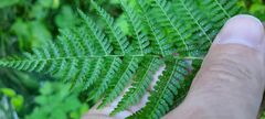 Athyrium filix-femina