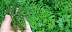 Athyrium filix-femina