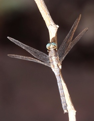 Orthetrum