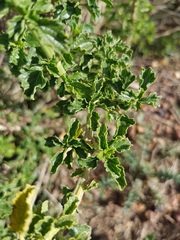 Leonotis ocymifolia