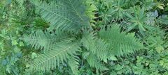 Athyrium filix-femina