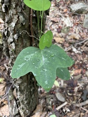 Passiflora lutea