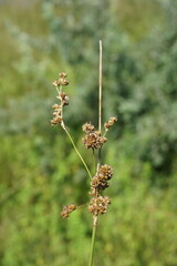 Juncus maritimus