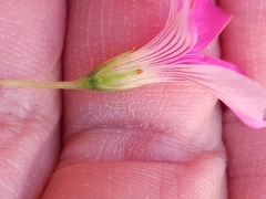 Oxalis hispidula