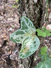 Passiflora lutea