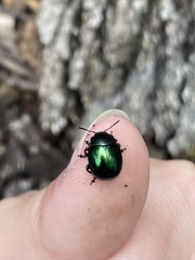 Leptinotarsa haldemani