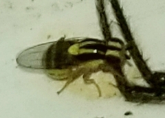 Thaumatomyia
