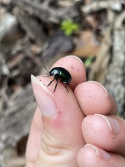 Leptinotarsa haldemani