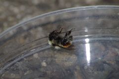 Bombus huntii