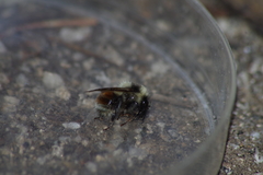 Bombus huntii