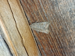 Noctuinae