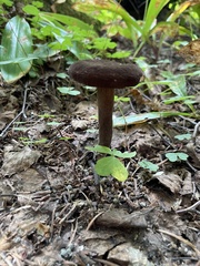 Lactarius lignyotus