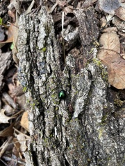 Leptinotarsa haldemani