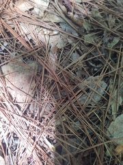 Camponotus castaneus